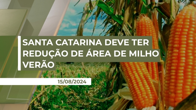Santa Catarina deve ter redução de área de milho verão na casa dos 30% e elevação nas áreas de soja