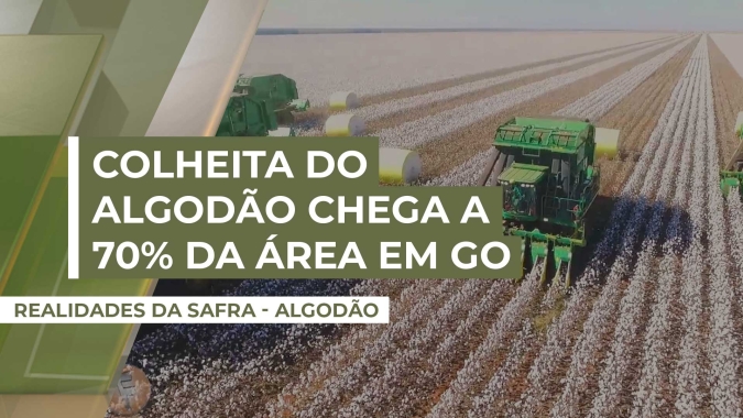 Goiás chega a 70% de área de algodão colhida, com maior produtividade do que na safra anterior