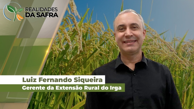 Semeadura do arroz chega a 18,98% no RS, com destaque para a fronteira Oeste como região mais adiantada