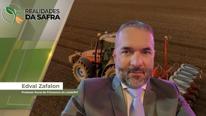 Torrãozinho se torna a praga mais prejudicial da fase inicial da soja em MT e pode gerar perdas de 20 a 30% da produtividade das lavouras