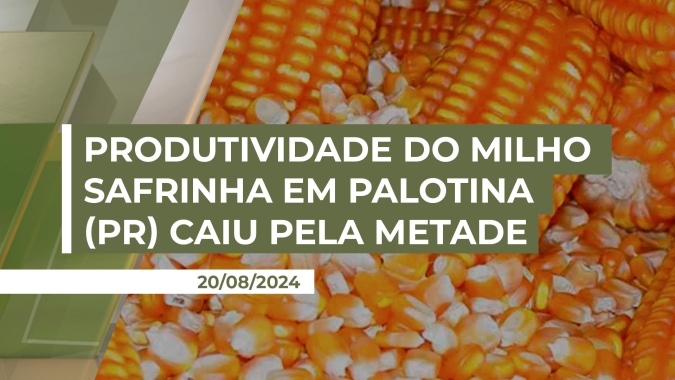 Produtividade do milho safrinha em Palotina (PR) caiu pela metade, diz liderança local
