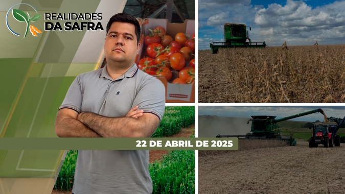 Segunda safra de milho terá grandes perdas em Boa Esperança do Sul/SP e não deve nem ter colheita em Itambaracá/PR