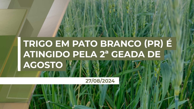 Em Pato Branco (PR), trigo é impactado pela segunda vez no mês por geada e especialista já fala em perda de 10% na produção final