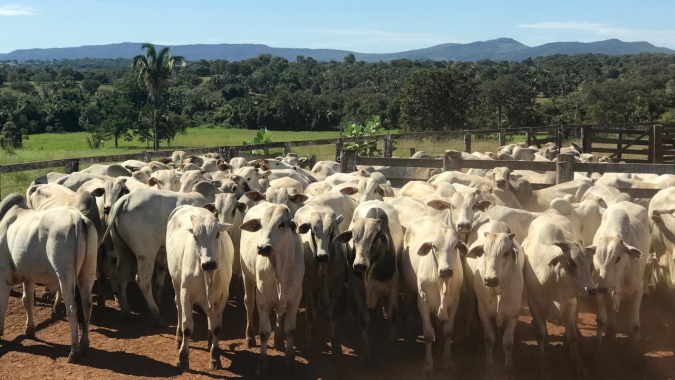 Agrobrazil: Mercado do boi gordo registra alta em algumas praças pecuárias