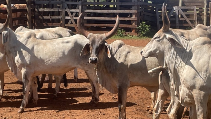 Gado Guzerá ganha programa de melhoramento genético da Secretaria de Agricultura de São Paulo