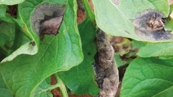 Agricultores devem ficar em alerta com os perigos da requeima em cultivos da batata e do tomate