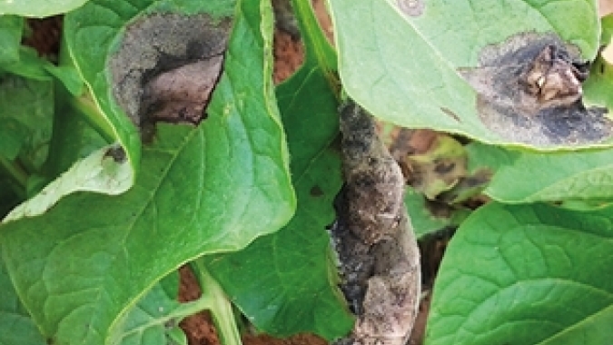 Batata e tomate sob pressão: requeima e pragas desafiam o campo e exigem manejo integrado para evitar perdas significativas na produtividade