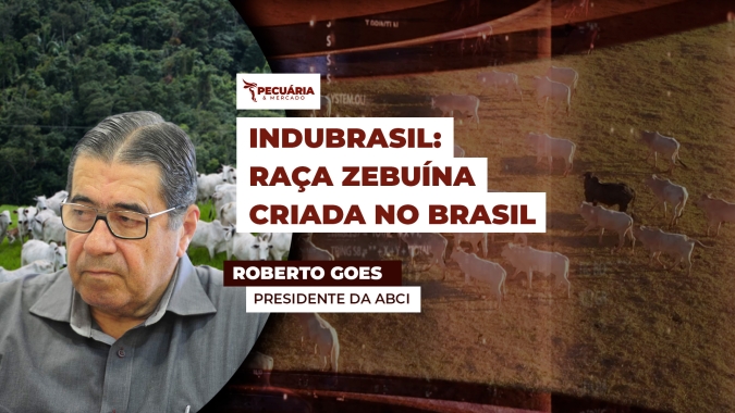 Nova geração de animais Indubrasil passa por investimento genético e programas de aferição da raça