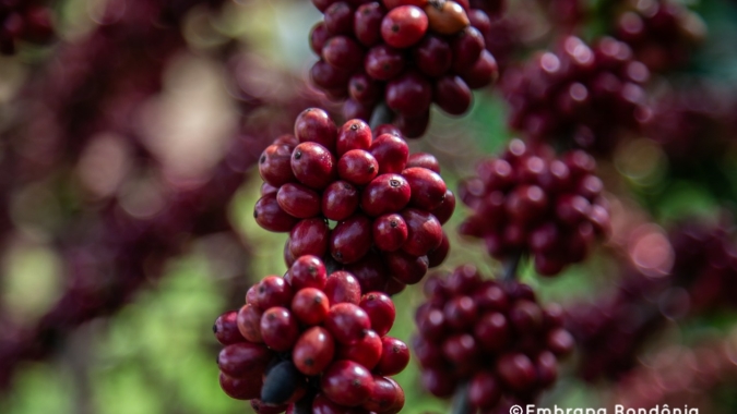Café: Preços do robusta têm novo dia de baixas na Bolsa de Londres nesta 5ª feira