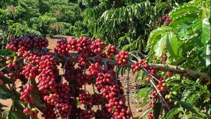 Preocupação com robusta sustenta cotações do arábica e NY chega a 200 cents/lbp