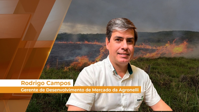 Por rebrotarem com facilidade, pastagens que passaram por queimadas podem dar falsa impressão de que o solo está saudável
