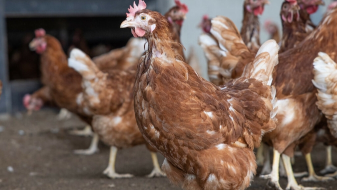 Avicultura: incerteza comercial nos EUA pressiona custos de ração e dificulta planejamento na produção de ovos