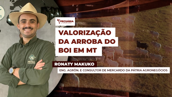 Negócios com arroba do boi em MT já superam preços praticados nas praças paulistas