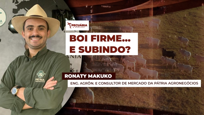Boi gordo firme mesmo com pressão: mercado sinaliza novas altas pela frente?