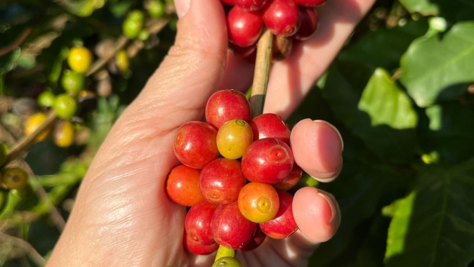 Valor Bruto da Produção dos Cafés do Brasil estimado para o ano-cafeeiro de 2025 atingir R$ 125,70 bilhões