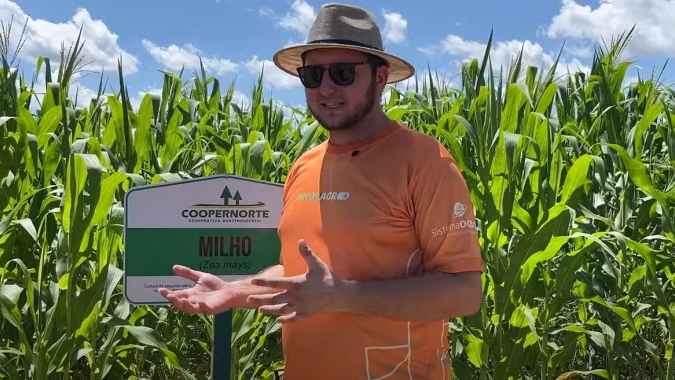 Cultivo do milho no polo de Paragominas tem potencial de crescimento com chegada das agroindústrias. Pesquisa ainda tenta resolver alguns gargalos na produção