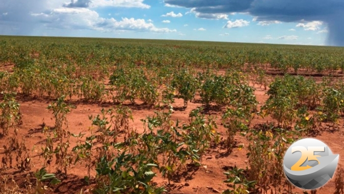 Seca derrubou produtividade da soja para apenas 15/18 sc/ha em Caarapó/MS e já liga alerta para o milho