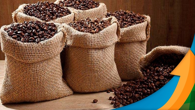 Café: Com El Niño no radar, é preciso esquecer "calendário físico" e focar nas necessidades da planta para evitar mais um ano de frustração