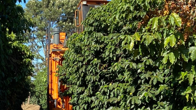 Cooperados da Cooxupé colhem 94% do volume de café esperado