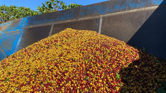 Região do Cerrado Mineiro lança cafés especiais em comemoração aos seus 50 anos