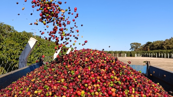 Cooperativa brasileira inova com inédita exportação de café especial naturalmente descafeinado ao Japão