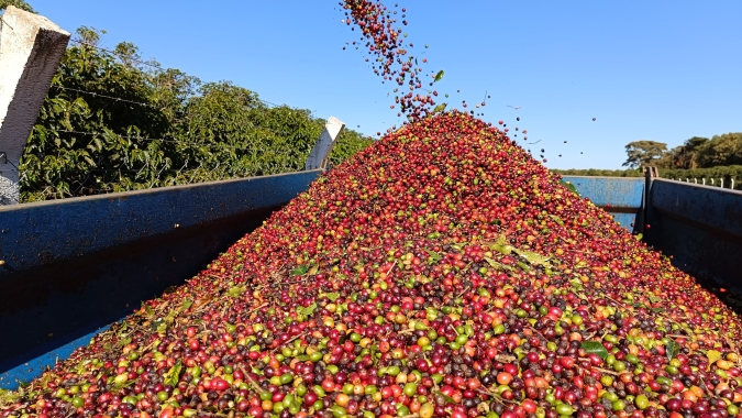 Preços do café voltam aos patamares do início do ano, impulsionados pelo clima e a tarifação americana