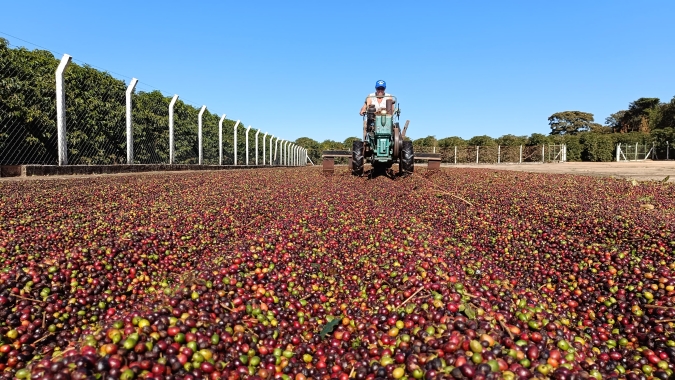 Conab estima produção de café de 2024 em 54,79 milhões de sacas, influenciada por clima