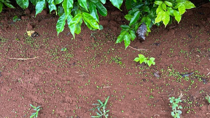 Com chuvas abaixo da média nas principais áreas do Brasil, setor cafeeiro inicia mais um ano repleto de dúvidas na produção