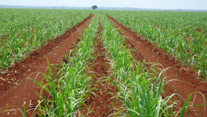 Safra de cana de Minas Gerais avança 7,1% e deve bater novo recorde