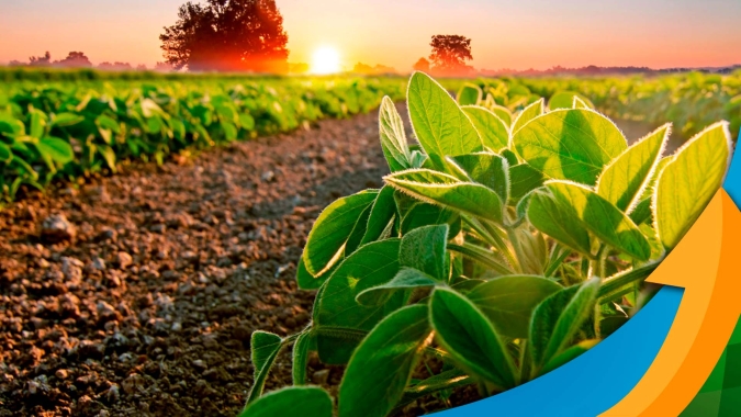 Paraná finaliza plantio da soja esperando mais de 21 milhões de toneladas produzidas