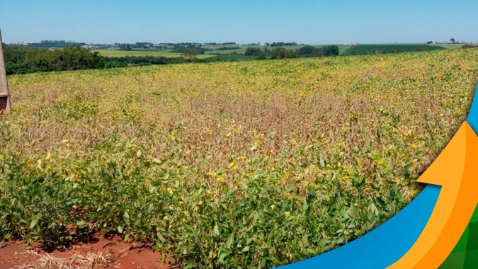 Colheita da soja começa com perdas de 35% e assusta produtores de Palotina/PR