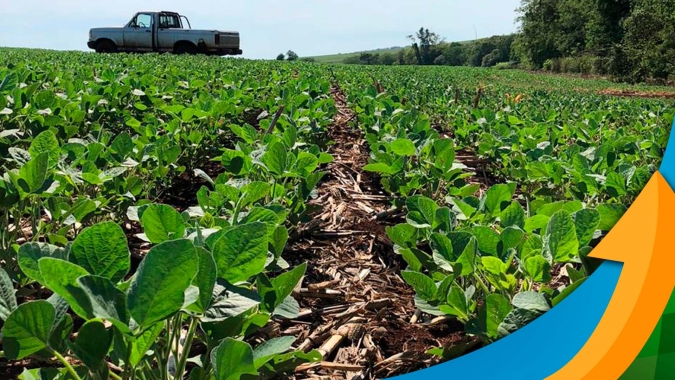 Volta das chuvas pode recuperar lavouras de soja em Douradina/MS, mas algumas perdas já são certas