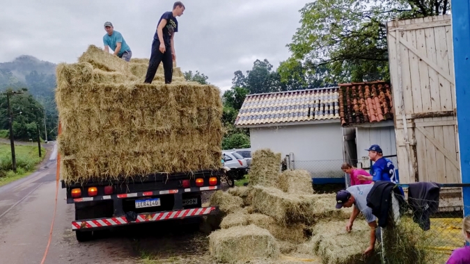 Rebanho gaúcho em perigo: Campanha da FAESC evitará morte de gado por desnutrição