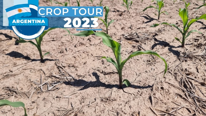 Milho do cedo na região de Santa Fé tem quebra de pelo menos 50%, relata time do Crop Tour