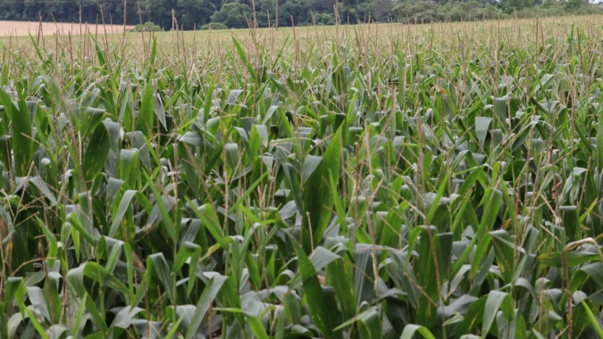 Plantio do milho no RS se encaminha para o final