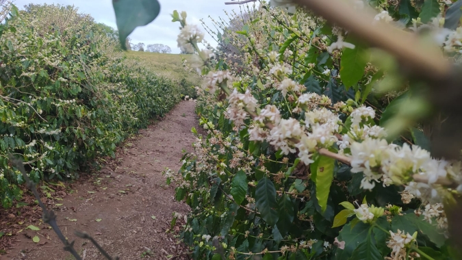 Café começa semana pressionado por florada e chuvas no Brasil e cai 2,62% em NY