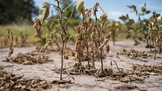 Seca se agravando e mais alta carga tributária inviabilizam produtor rural na Argentina