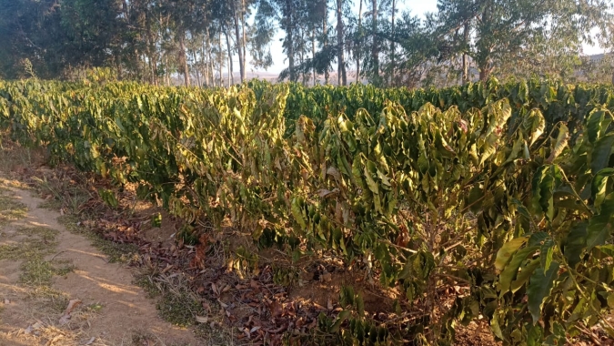 Café: vencimentos futuros registram baixa de 1,80% na manhã desta 4ª feira (11)