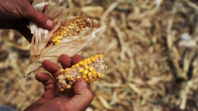 Garantia-Safra será pago para mais de 35 mil agricultores em Minas Gerais a partir deste mês