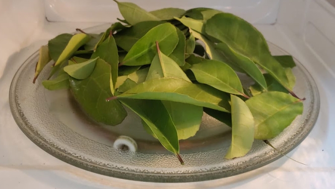 Secagem de erva-mate por micro-ondas preserva coloração e propriedades químicas