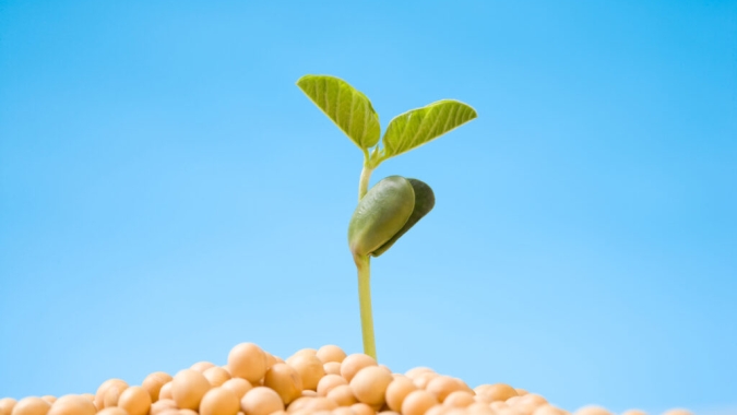 Prazo de proteção de cultivares é ampliado na Comissão de Agricultura do Senado