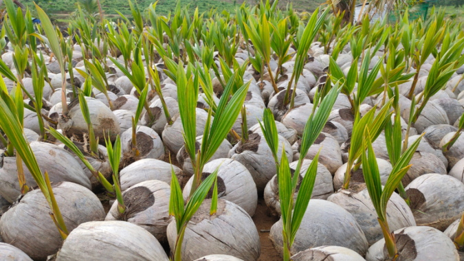 Abertura de mercado na Colômbia para sementes de coco