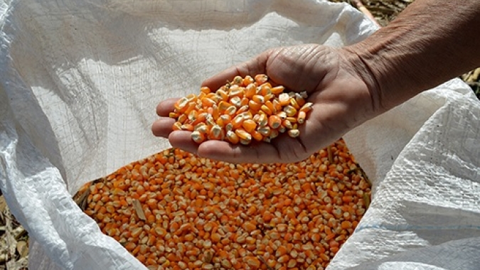 USDA informa venda de 159 mil t de milho nesta 2ª feira
