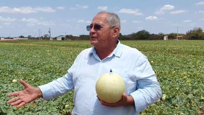 Produtor colhe 12.500 toneladas de melão por safra em pleno semiárido do Rio Grande do Norte