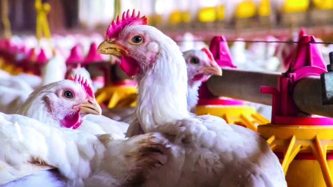 Comissões da avicultura gaúcha alinham medidas sanitárias e discutem novas exigências do mercado