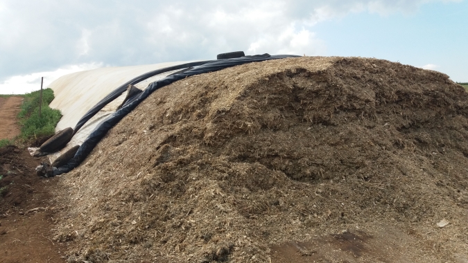 Planejamento correto da silagem garante alimentação do gado o ano todo