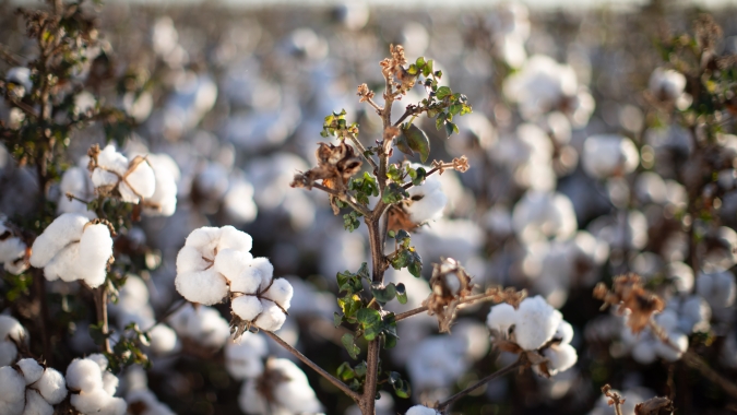 Faec elabora plano para fomentar polos cotonicultura no Ceará