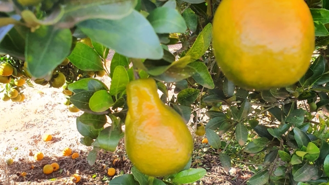 Agrodefesa realiza medidas para controle de HLB em Goiás, após identificar dois focos no Estado