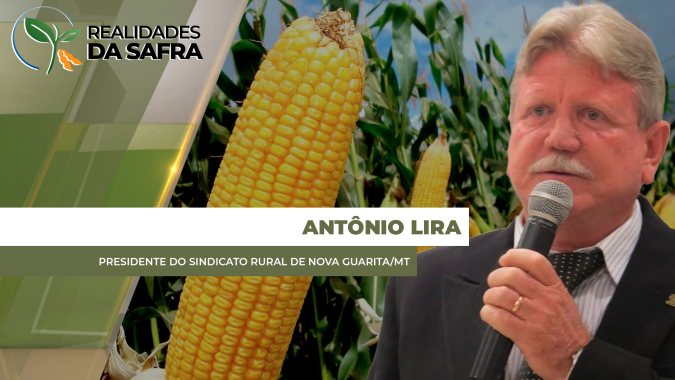 Segunda safra de milho na região de Nova Guarita (MT) deve ser cheia, segundo liderança