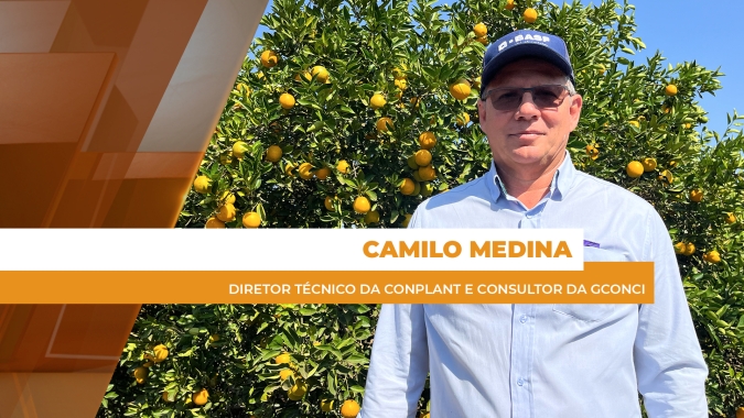 Com manejo nutricional adequado, pomares de laranjas podem apresentar maior vigor vegetativo resultando em rentabilidade